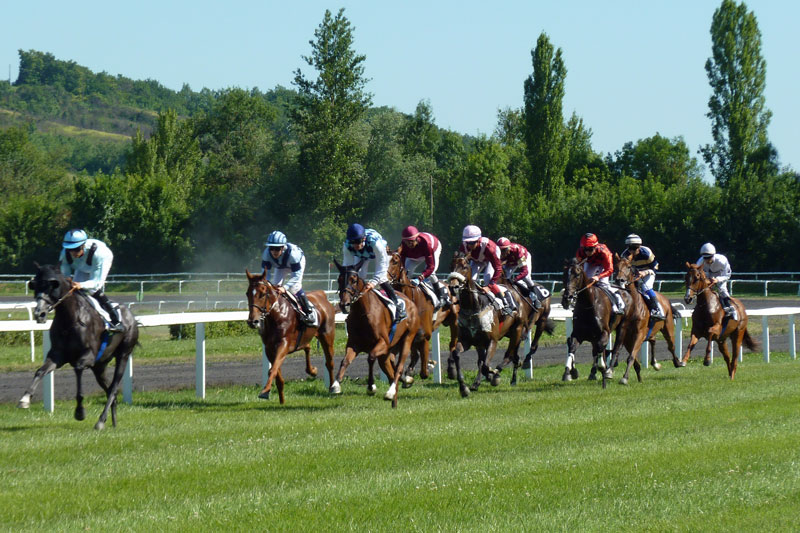 Des chevaux dans une course de galop
