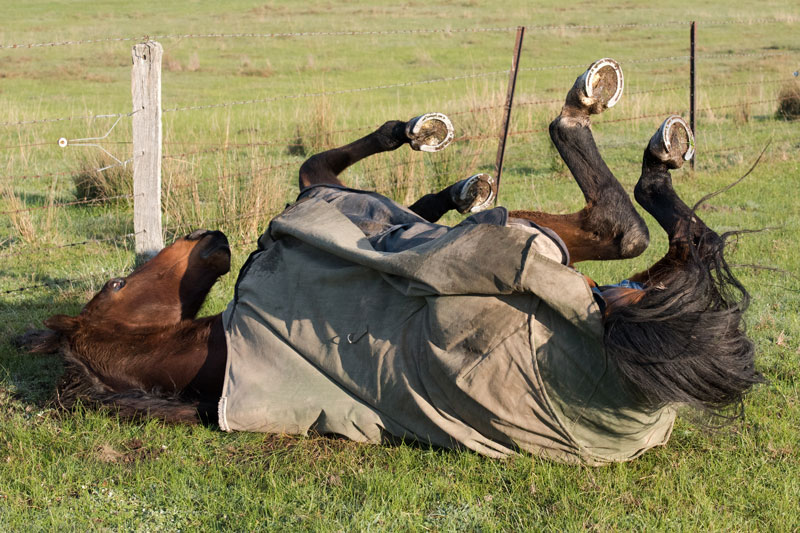 Un cheval qui se roule avec une couverture d'ext�rieur