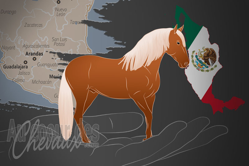 Les �leveurs de Chevaux Azt�ques, un organisme de gestion de l'azt�que au mexique