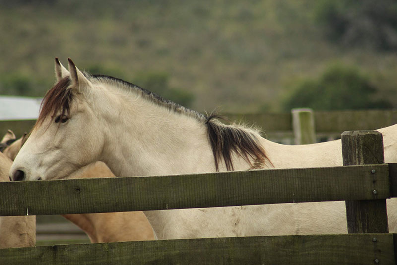 Une vue du Cheval Criollo dans un enclos
