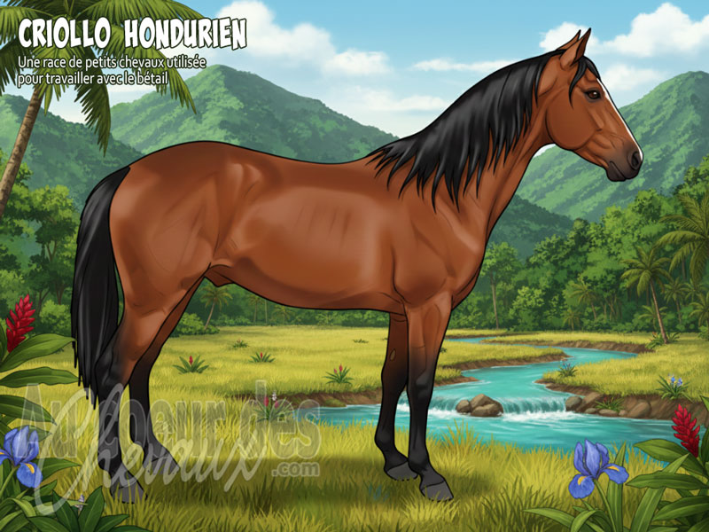 Le Cheval Criollo Hondurien, le gardien des terres d'isthme