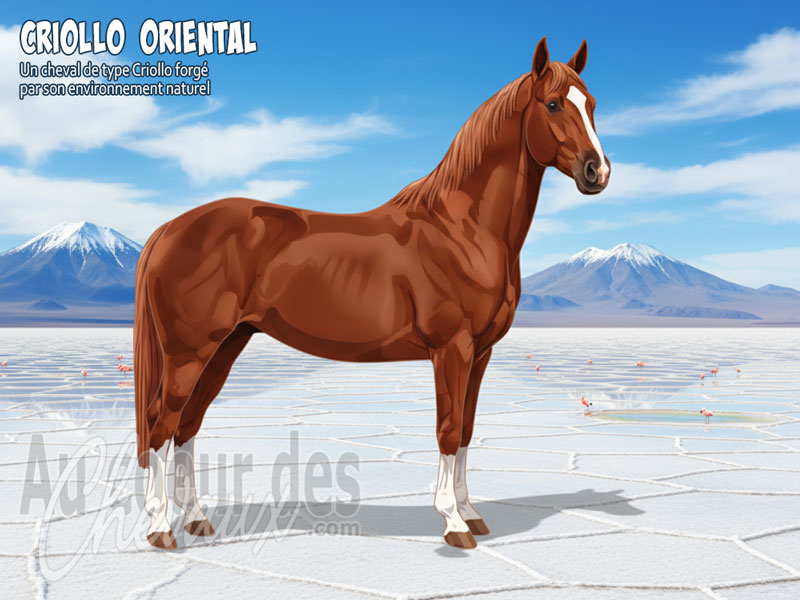 Le Cheval Criollo Oriental, le survivant des plaines boliviennes