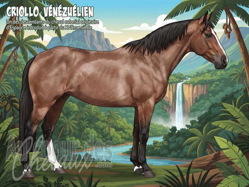 Le Cheval Criollo V�n�zu�lien, le centaure des llanos