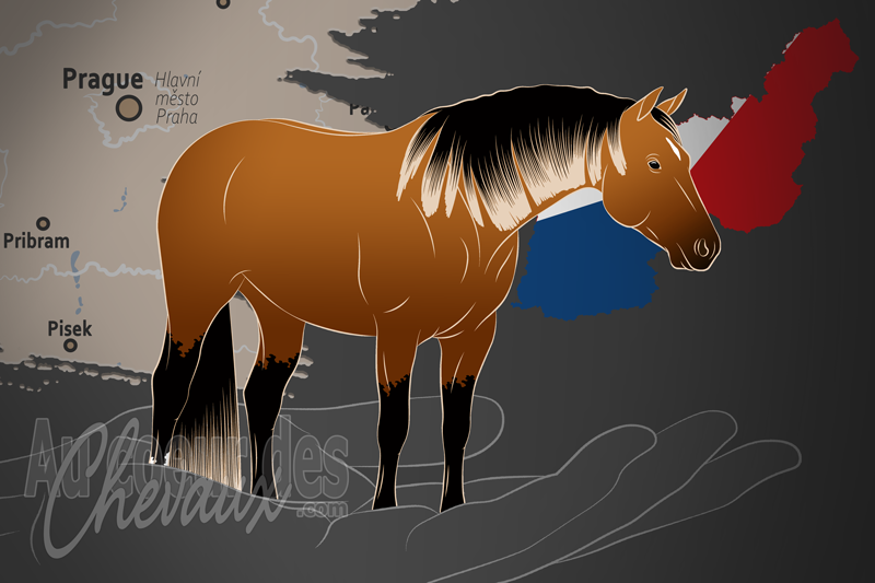La Czech Quarter Horse Association un organisme de race en Tch�quie