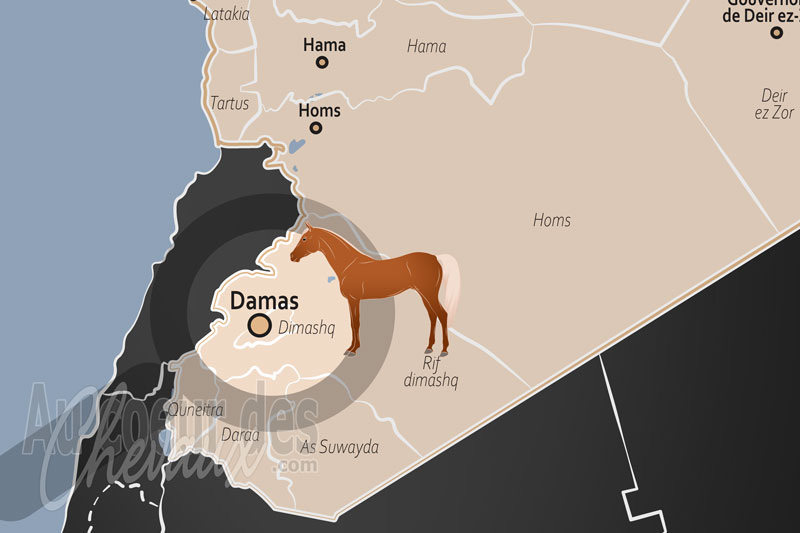 Damas, berceau mill�naire et sanctuaire du cheval arabe de pure race