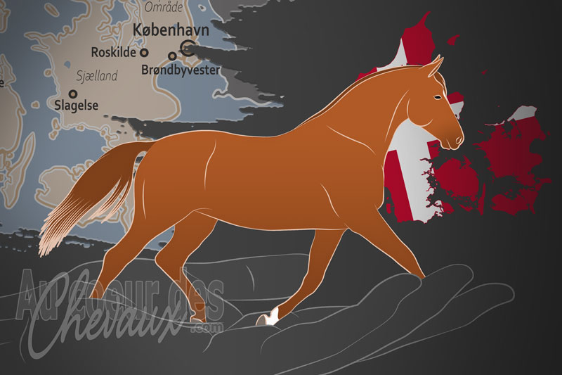 L'Association d'�levage du Oldenbourg Danois, une organisation qui g�re le cheval oldenbourg danois au danemark