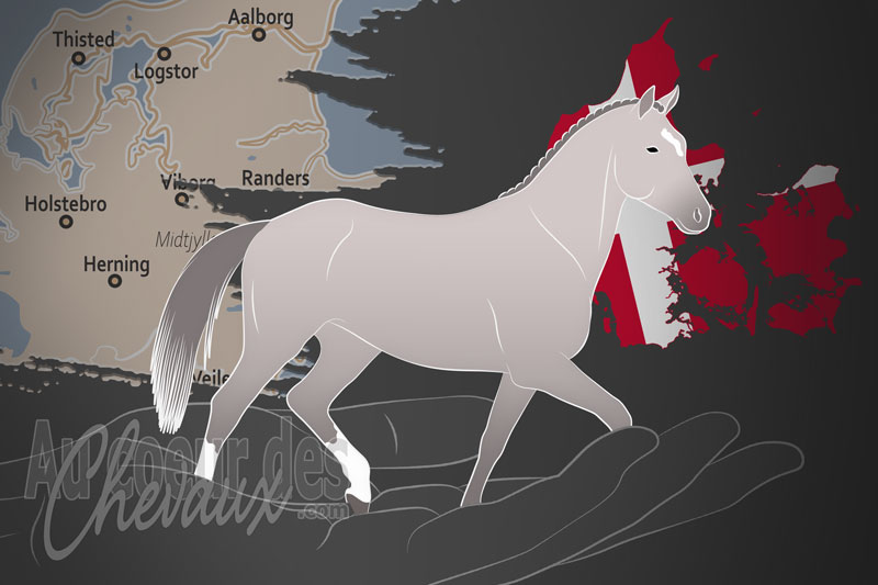 La Dansk Sports Ponyavl un organisme de race au Danemark