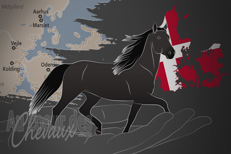 La Dansk Varmblod un organisme de race au Danemark