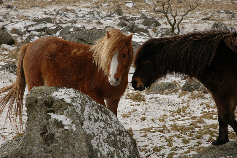 Le Dartmoor au p�turage en hiver