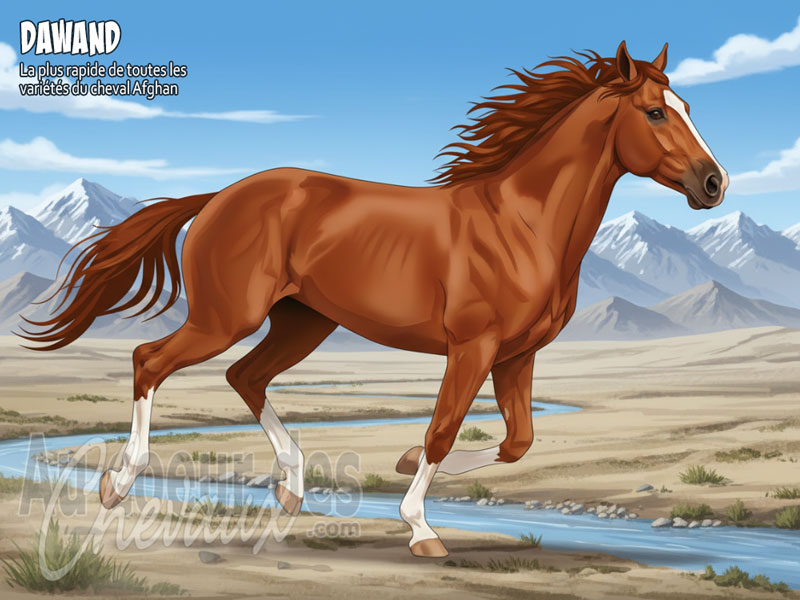 Le Cheval Dawand, le galopeur des steppes afghanes