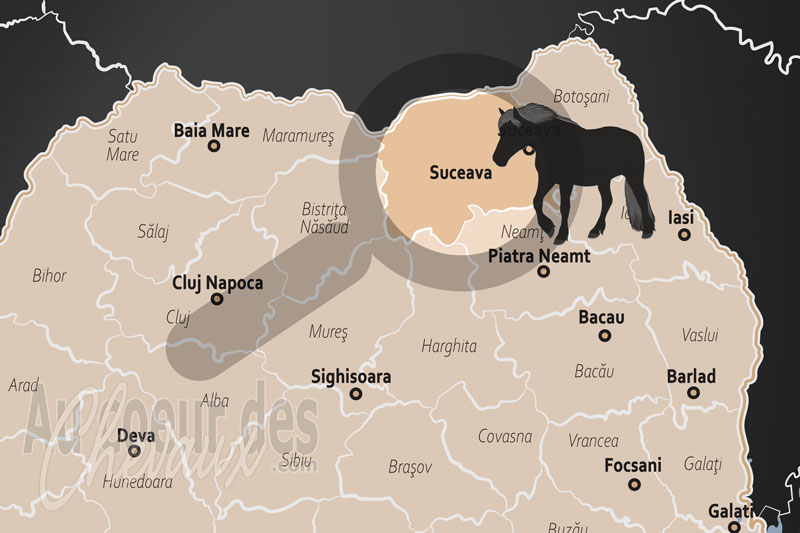 Le D�partement de Suceava, bastion de l'excellence �quine et des traditions de bucovine