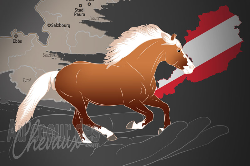 L'Association Tyrolienne pour l'�velage de Chevaux Haflinger, un organisme de gestion de race de chevaux en Autriche