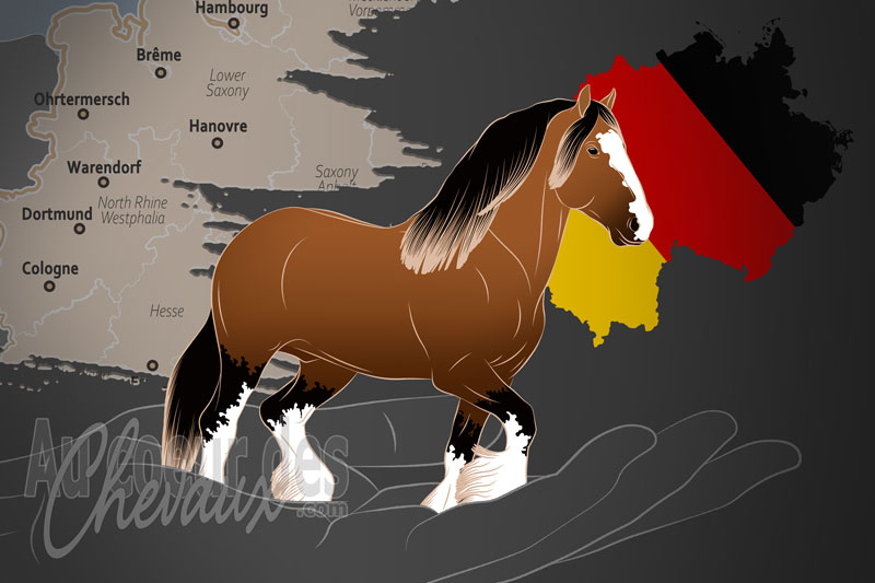 L'Association Allemande du Cheval Shire e.V., une organisation qui g�re le cheval shire en allemagne