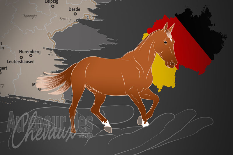 Les Chevaux de Sports Allemands, une organisation qui g�re le cheval de sport allemand en allemagne