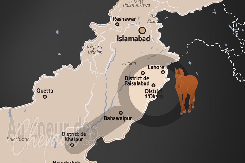 Le District d'Okara, �picentre de l'excellence �questre militaire et rurale