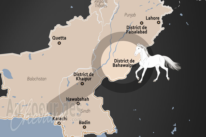 Le District de Bahawalpur, h�ritage princier et traditions �questres de la vall�e de l'indus