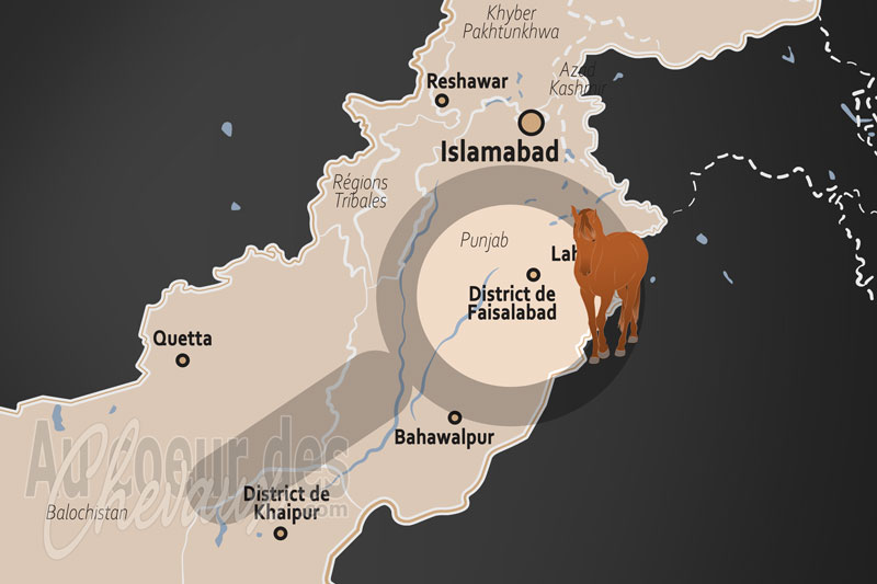 Le District de Faisalabad, centre d'excellence scientifique et carrefour de la culture hippique