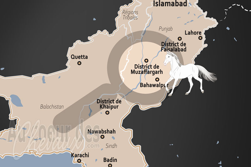 Le District de Muzaffargarh, tradition �questre au confluent des grands fleuves