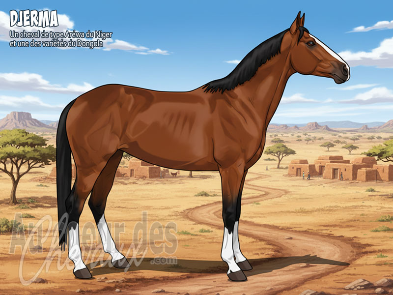 Le Cheval Djerma, le noble du fleuve niger