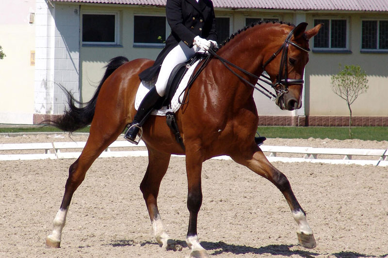 La Comp�tition de dressage, �valuation de la progression, de l'harmonie et de la justesse technique du couple �questre