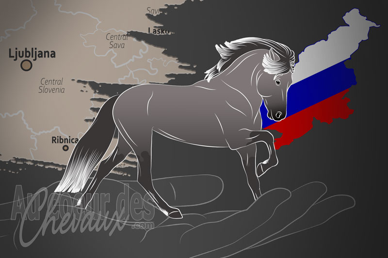 La Drustvo Rejcev Islandskih Konj Slovenije un organisme de race en Slov�nie