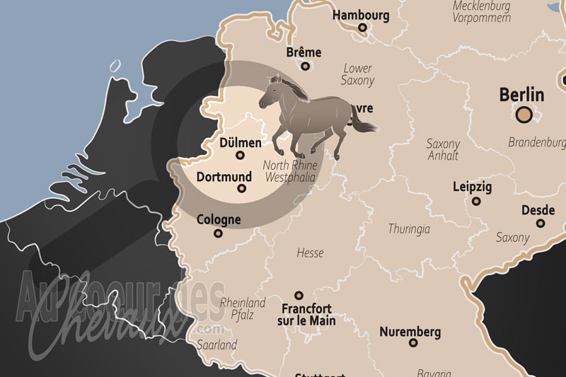 D�lmen, le dernier sanctuaire des chevaux sauvages d'europe