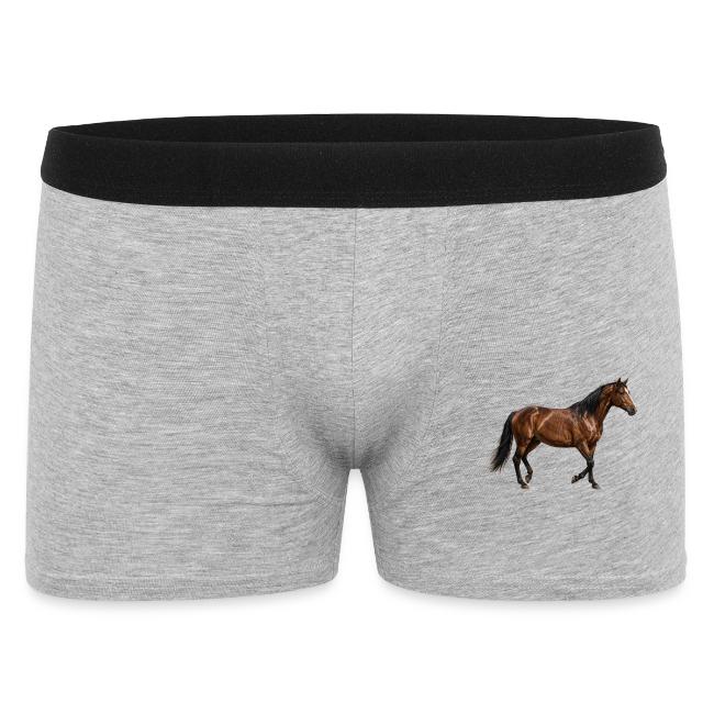 L'Abstang, un cheval originaire des �tats Unis