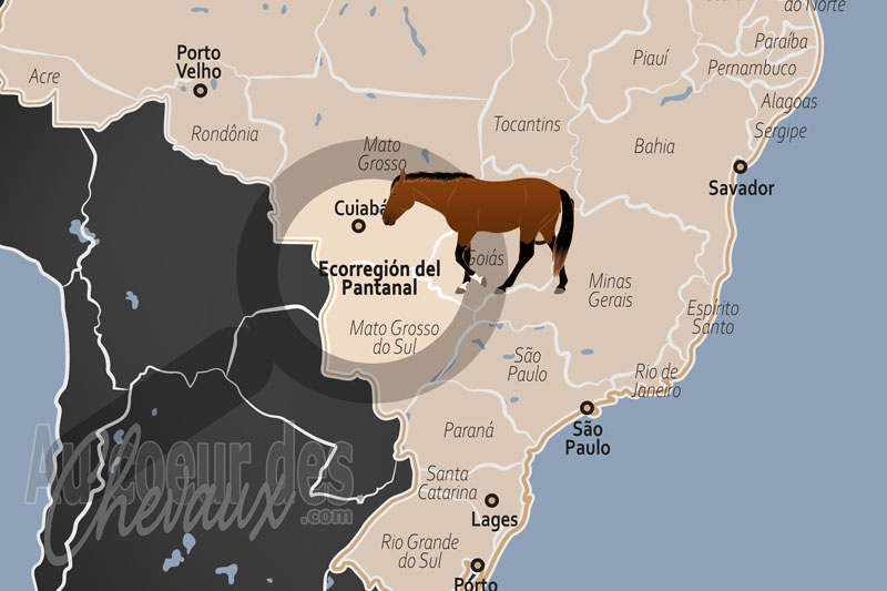 L'�cor�gion de Pantanal, le galop des centaures amphibies au royaume des eaux