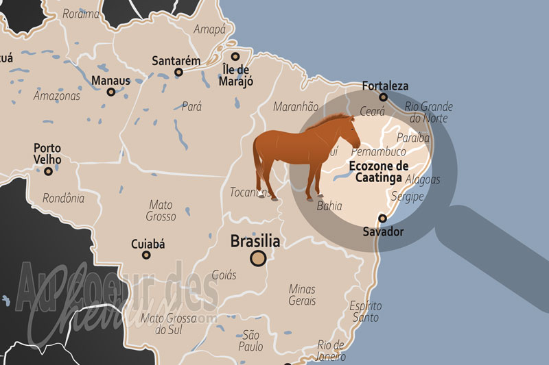L'�cozone de Caatinga, le galop d'acier au c?ur de la � for�t blanche �