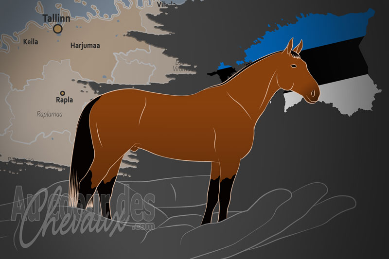 L'Eesti Sporthobuste Kasvatajate Selts un organisme de race en Estonie