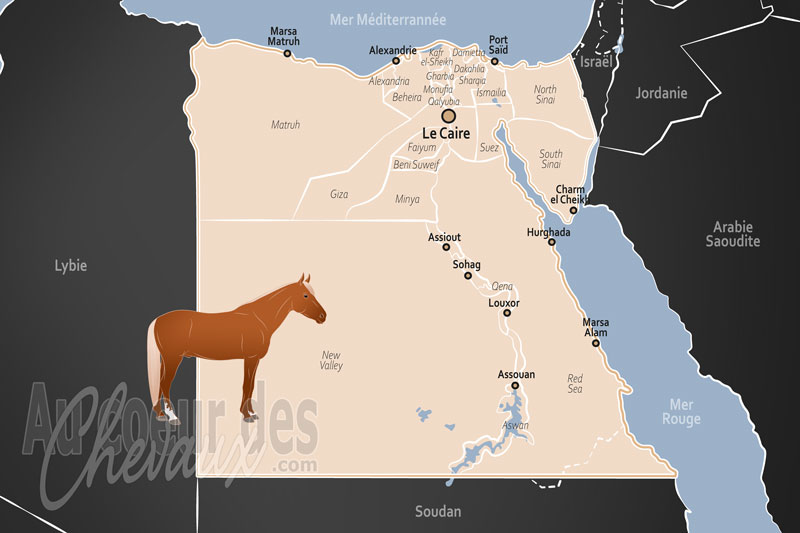 L'�gypte, berceau du pur-sang arabe et pilier du quotidien