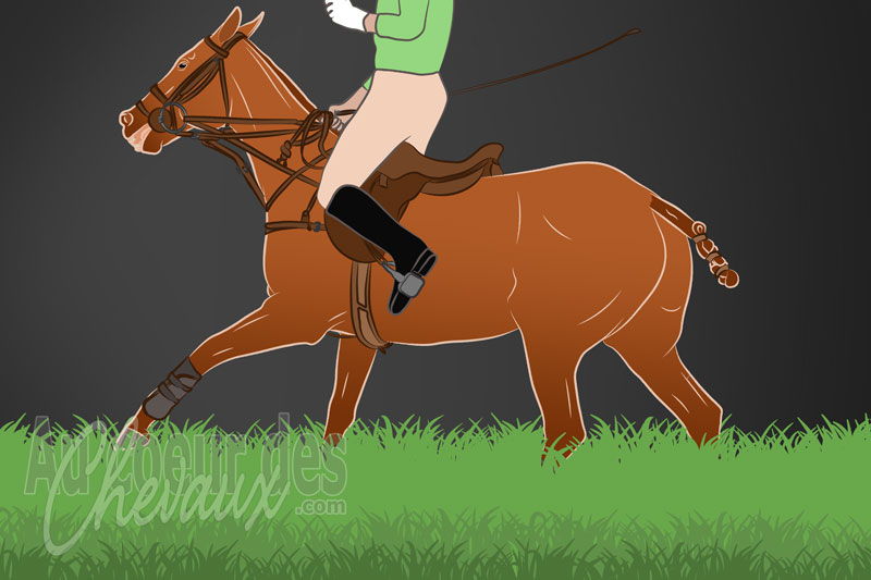 L'Endurance avec le cheval, physiologie de l'effort de longue dur�e, gestion m�tabolique et �thique de la performance