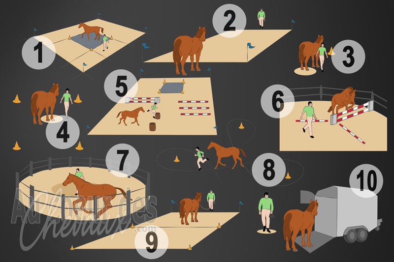 L'�quifeel avec le cheval, analyse de la relation homme-cheval � travers la m�diation, le travail � pied et l'�thologie appliqu�e