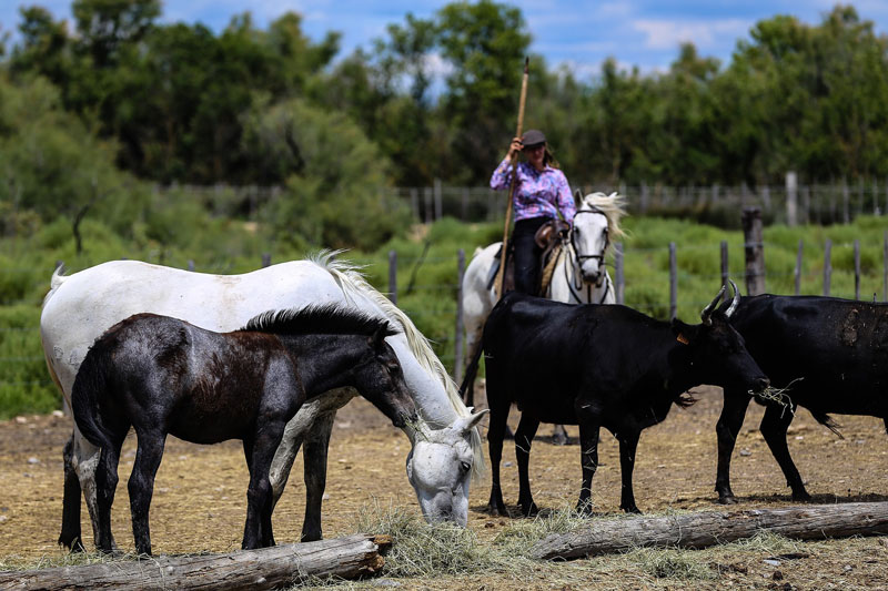 L'�quitation camargue, entre tradition pastorale, sp�cificit�s techniques et identit� culturelle