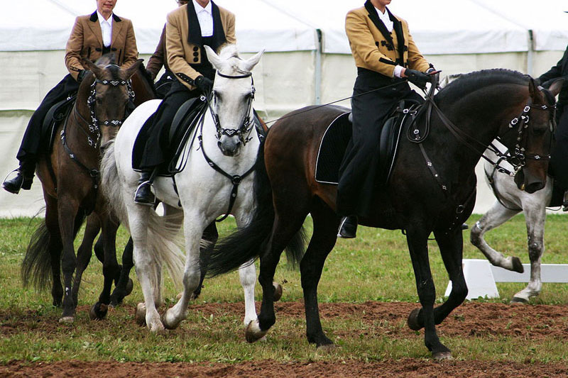 L'�quitation portugaise, tradition, l�g�ret� et h�ritage de la haute �cole