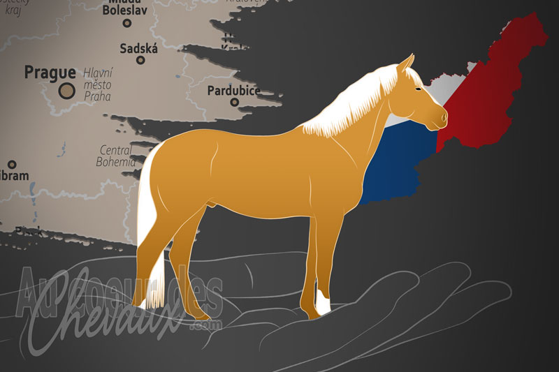 L'Equus Kinsky Association, un organisme de gestion du kinsky en tch�quie