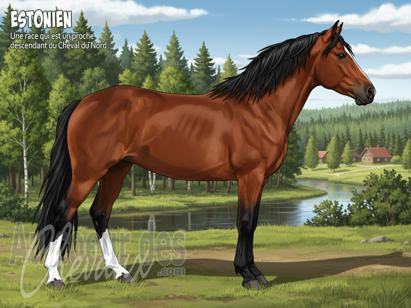 Le Cheval Estonien, le gardien mill�naire des terres baltiques