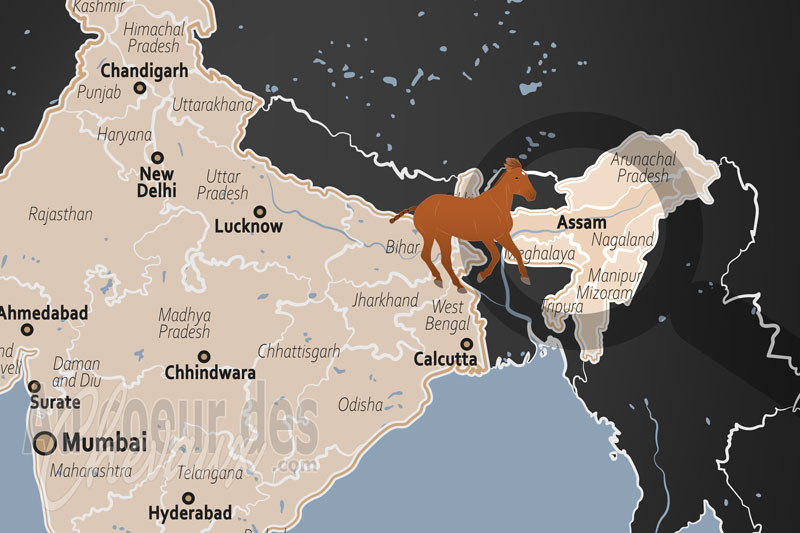 L'�tat d'Assam, le sanctuaire des chevaux f�raux et l'h�ritage du polo moderne