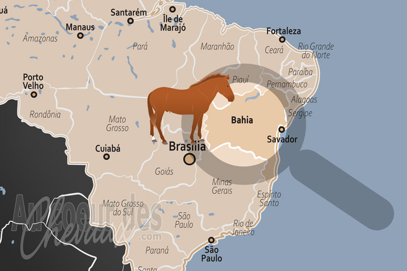 L'�tat de Bahia, �picentre de la culture du vaqueiro et de l'�levage de marche