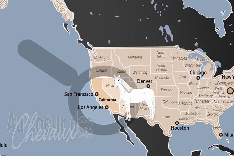 L'�tat de Californie, puissance �questre entre tradition vaquero et innovation v�t�rinaire
