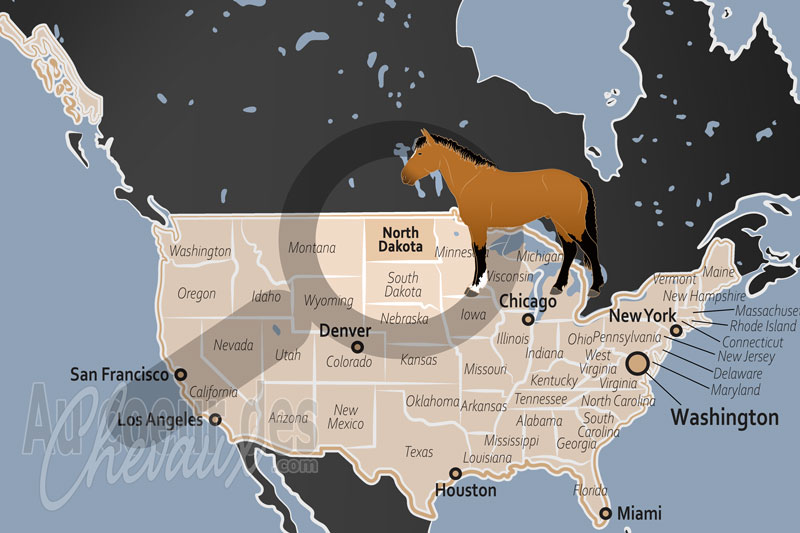 L'�tat de Dakota du Nord, terre des badlands et sanctuaire du cheval nokota