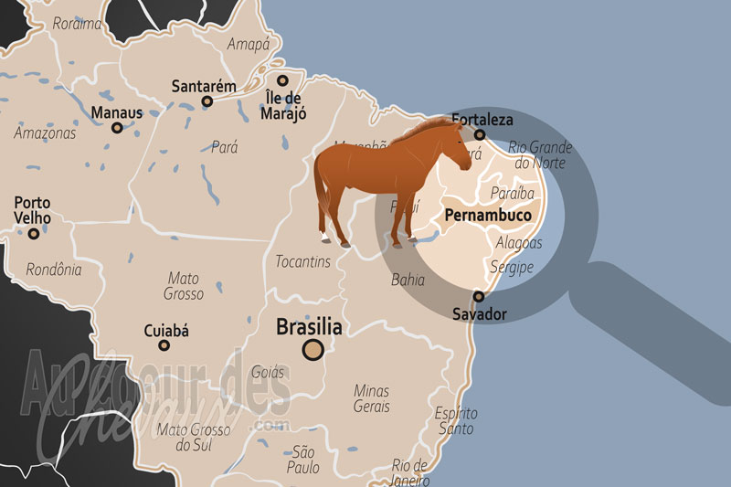 L'�tat de Pernambouc, entre tradition de la vaquejada et excellence du mangalarga