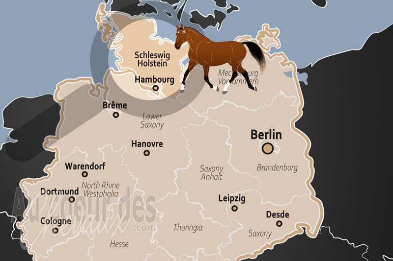 L'�tat de Schleswig Holstein, terre d'�lection du cheval de saut et berceau du holsteiner