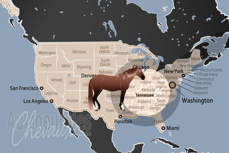L'�tat de Tennessee, l'allure de soie au pays des mules et du � running walk �