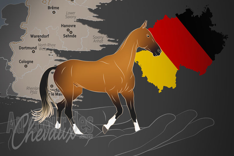 L'Association Europ�enne du Cheval Akhal T�k�, un organisme de gestion de race de chevaux en Allemagne