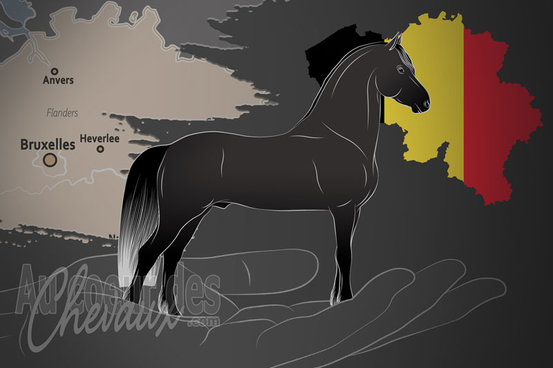 Le Stud Book Europ�en du Cheval Arabo Frison, un organisme de gestion de l'arabo frison en belgique