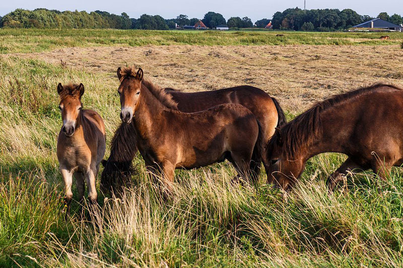 Des juments et des poulains de race Exmoor en libert�