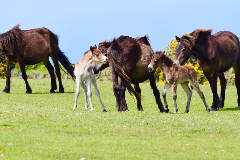Une vue de la jument et du poulain du Poney Exmoor