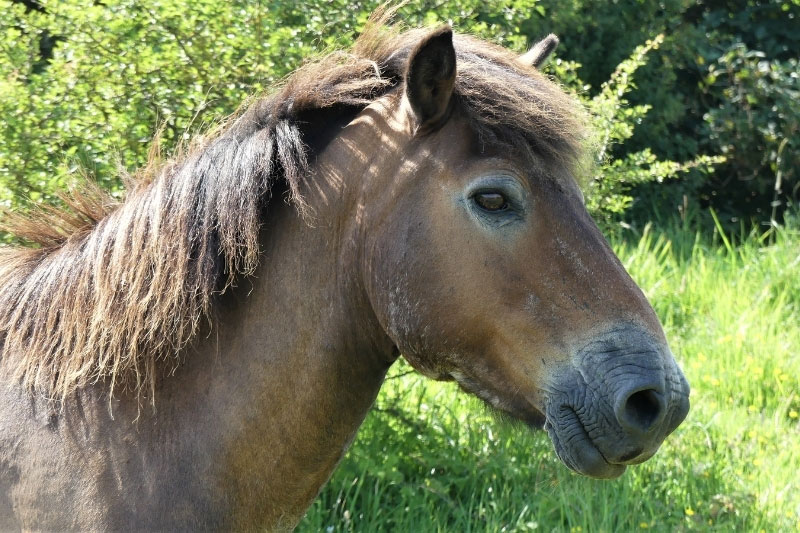 Une vue de la t�te du Poney Exmoor