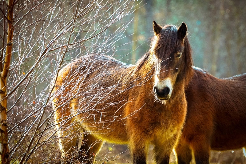 Une vue de la t�te du Poney Exmoor